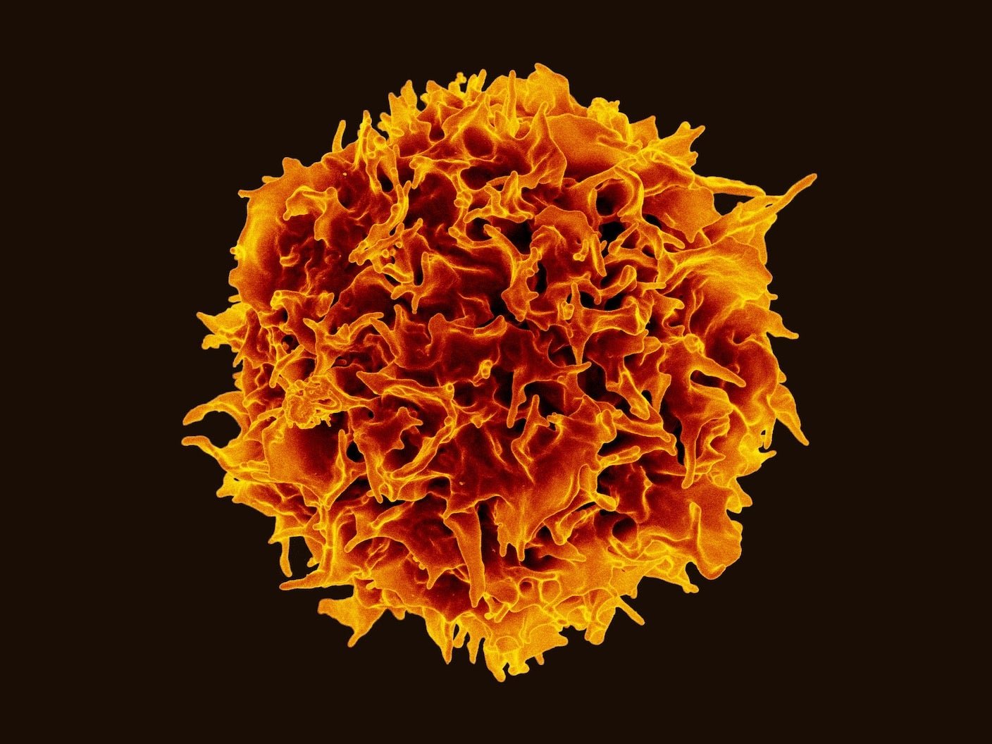 human t cell immune system