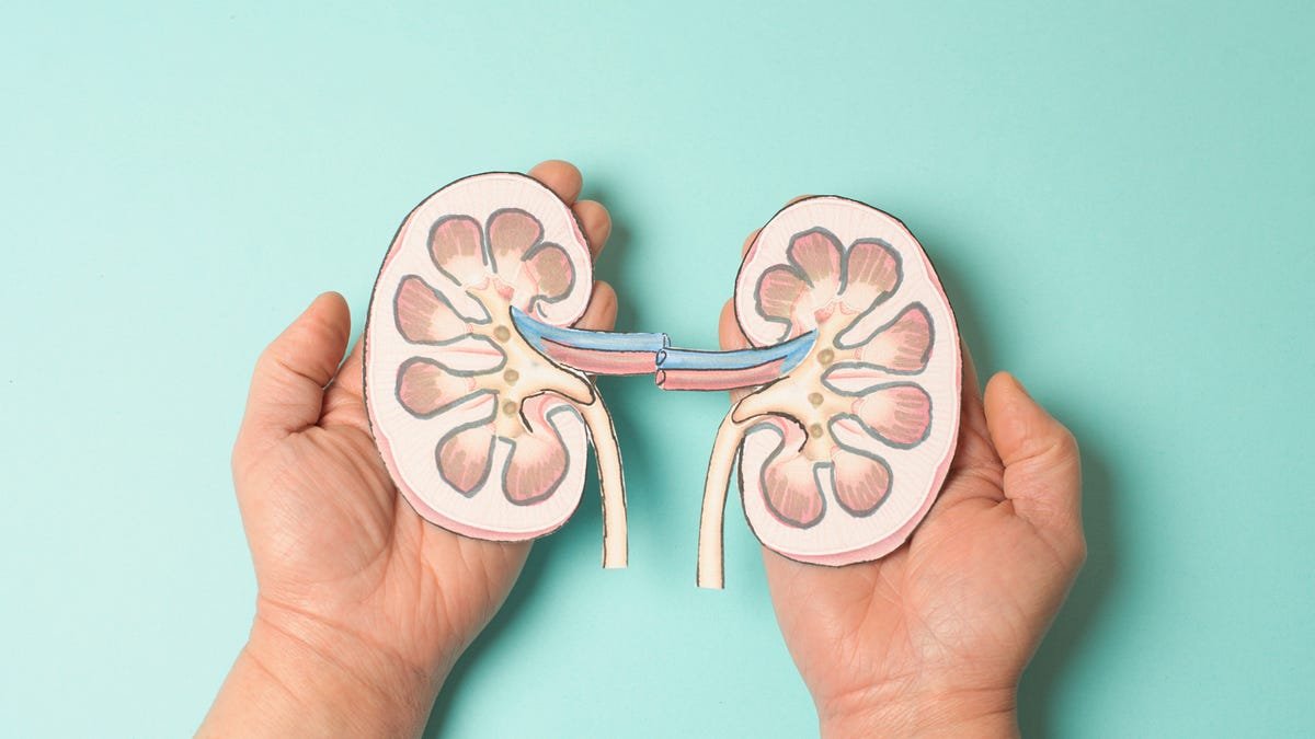 person holding kidneys illustration